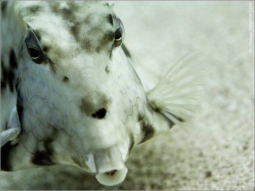 Портрет Тётушки Упс (Portrait of Aunt Oops)