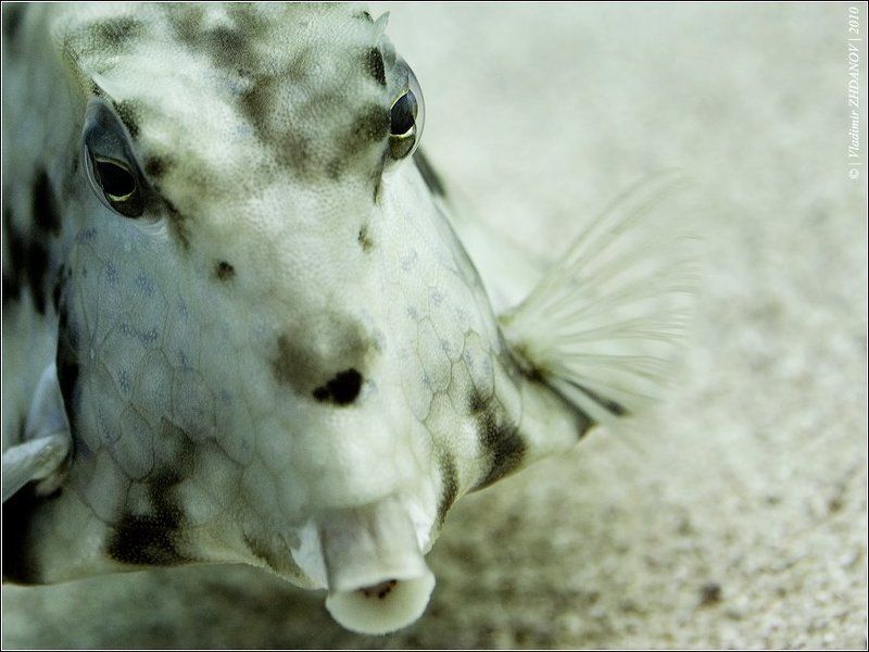 горбатый, кузовок, humpback, turretfish, thornback, turretfish Портрет Тётушки Упс (Portrait of Aunt Oops) фото превью