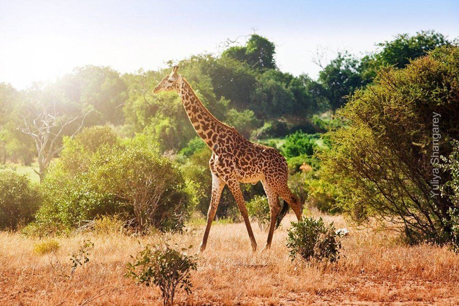 , Юлия Шангарей