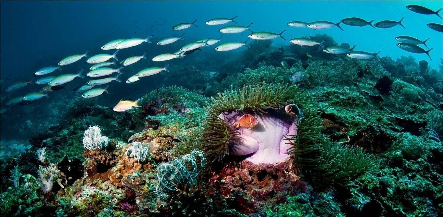 вечереет, Нетушки