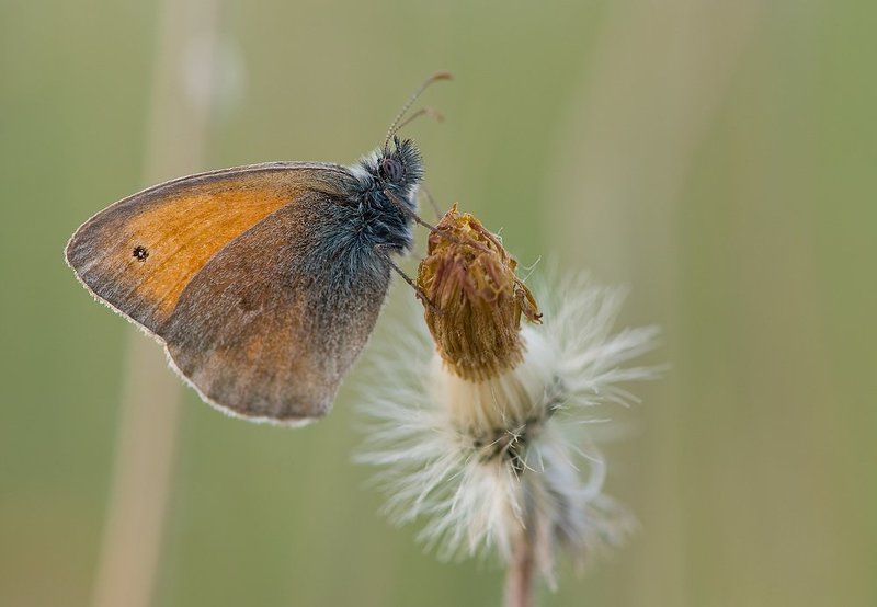 )і( фото превью