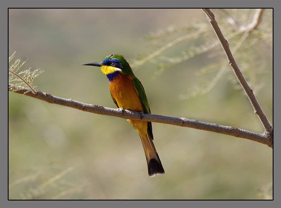 синегрудая щурка, merops variegatus, Sergey Volkov