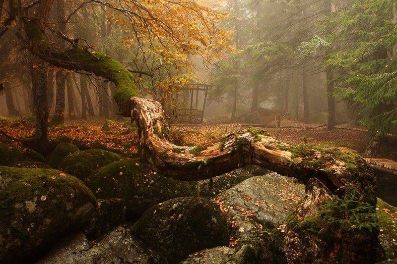 туман, лес, осень, болгария, fog, forest, bulgaria, autumn, Павел Пронин
