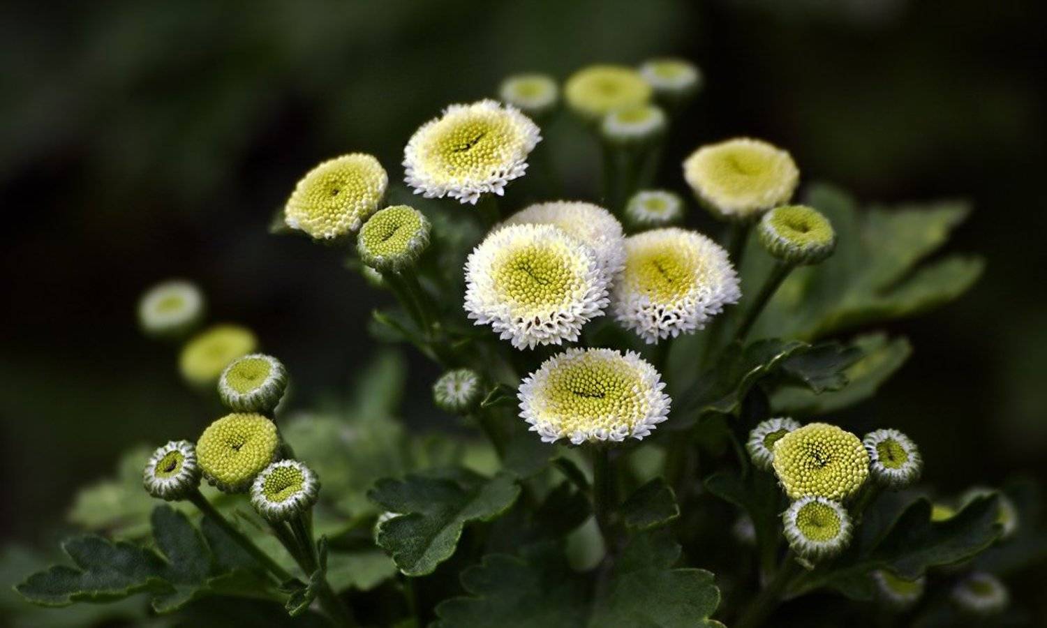 , Uncle_Vova (Владимир Веснин)