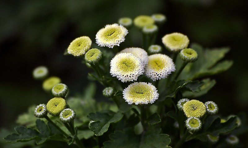 Ползая по саду фото превью