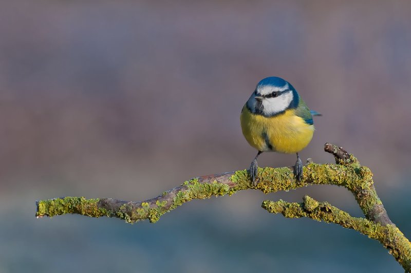 blue tit фото превью