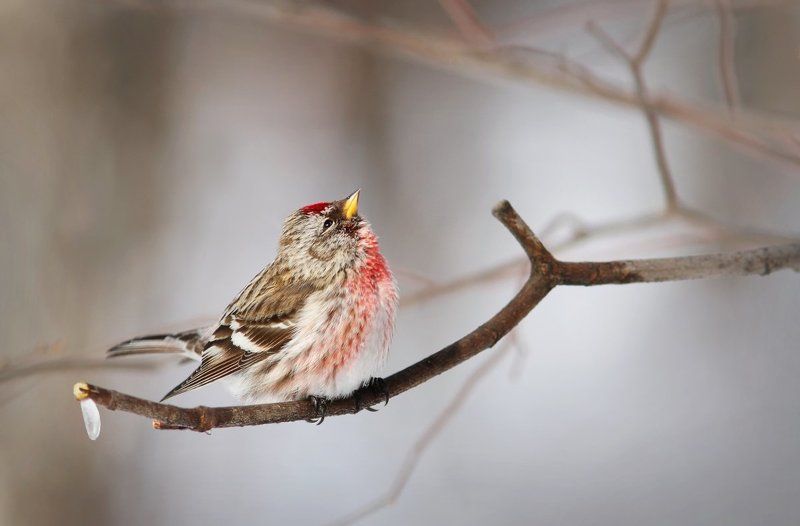 Зазнайка. фото превью