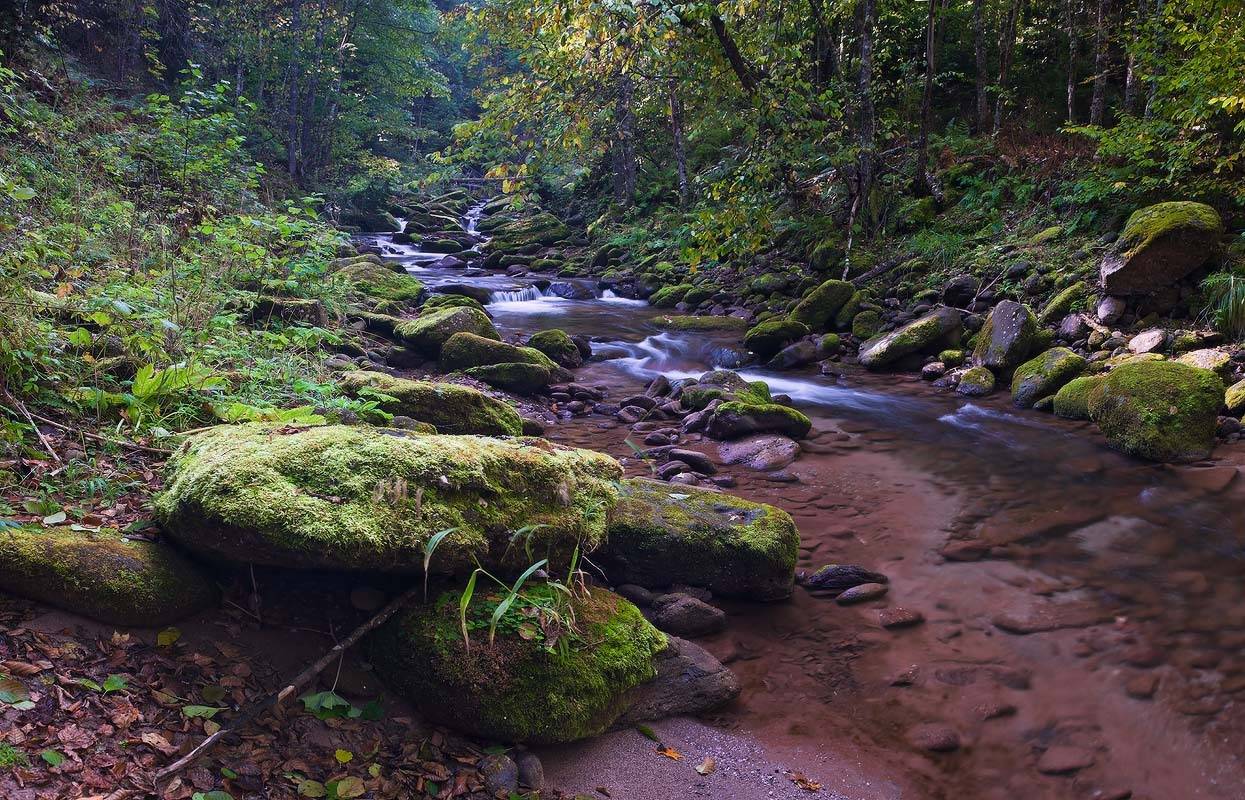 шантацара, рожкао, лес, кавказ, Николай Мысливцев