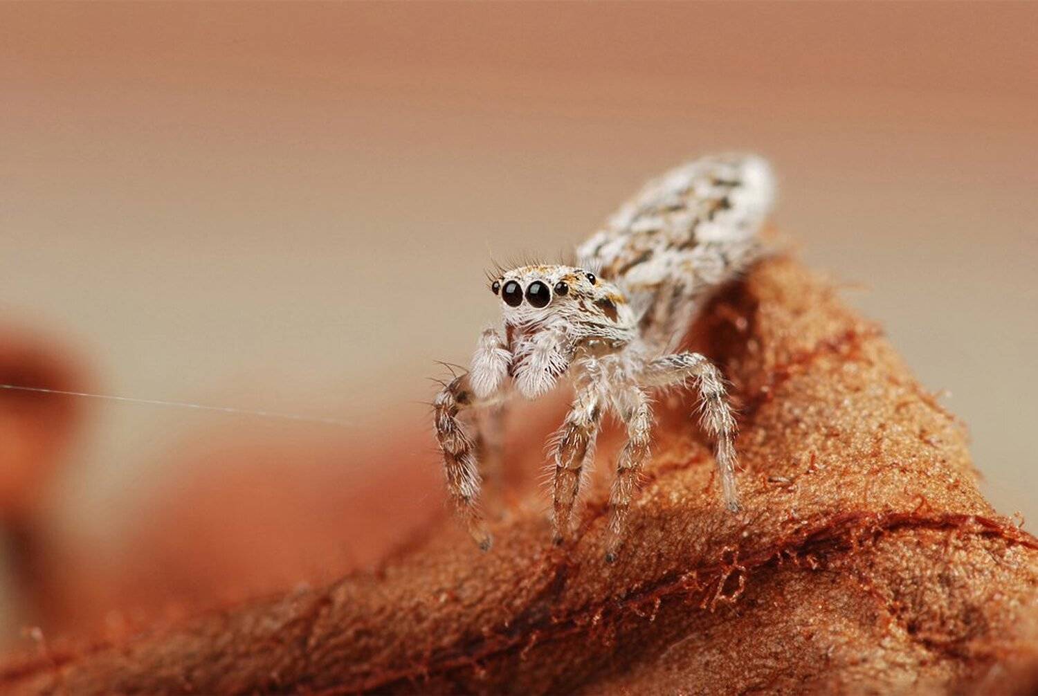 паук, скакун, паутинка, Букало Роман