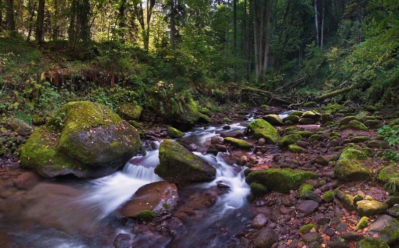 В сказочном лесу Шантацары 3 фото превью