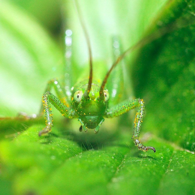 Зелёненький он был.... фото превью