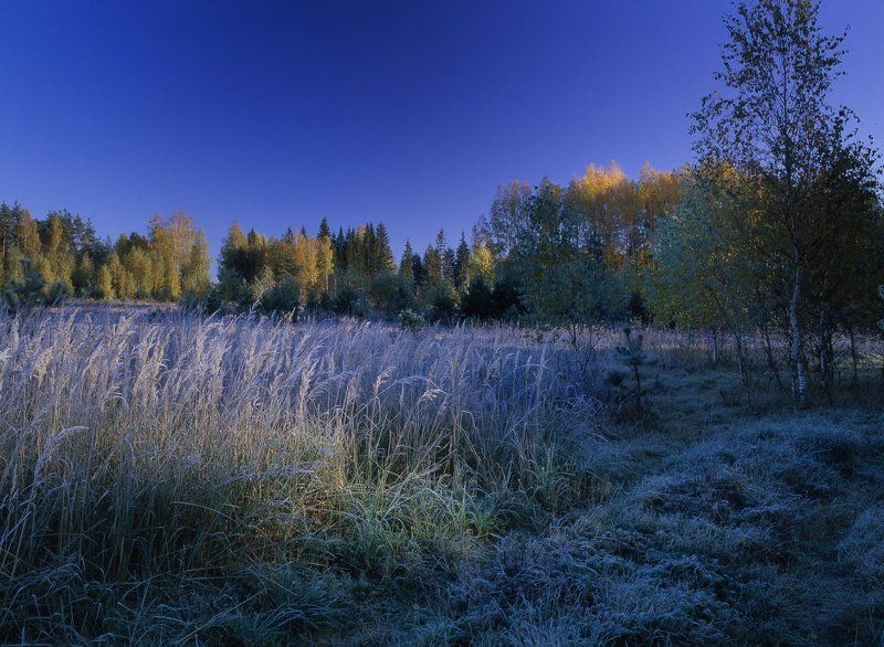 утро.лес.заморозки.солнце.трава.иней. Утро,заморозки.2. фото превью