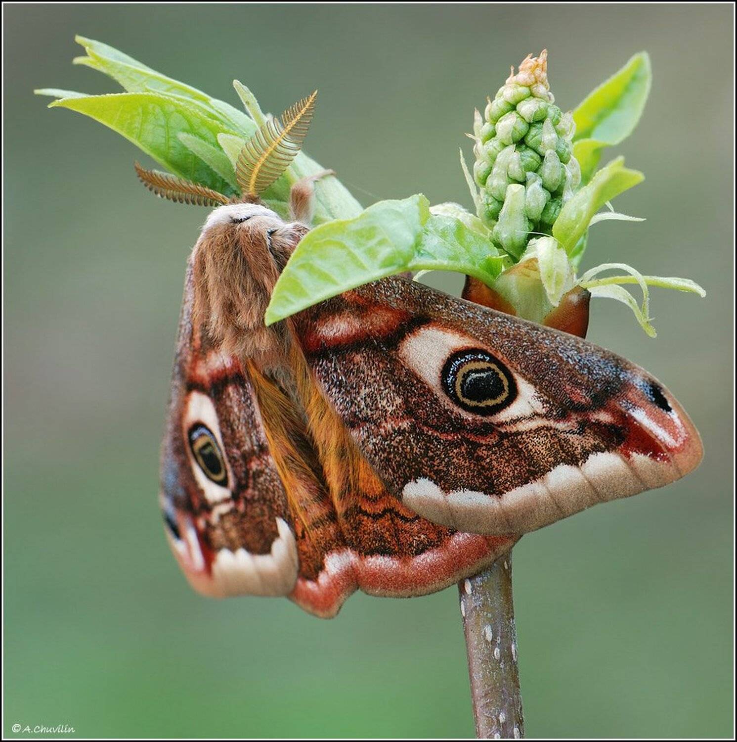 павлиноглазка,pavonia, Александр Чувилин