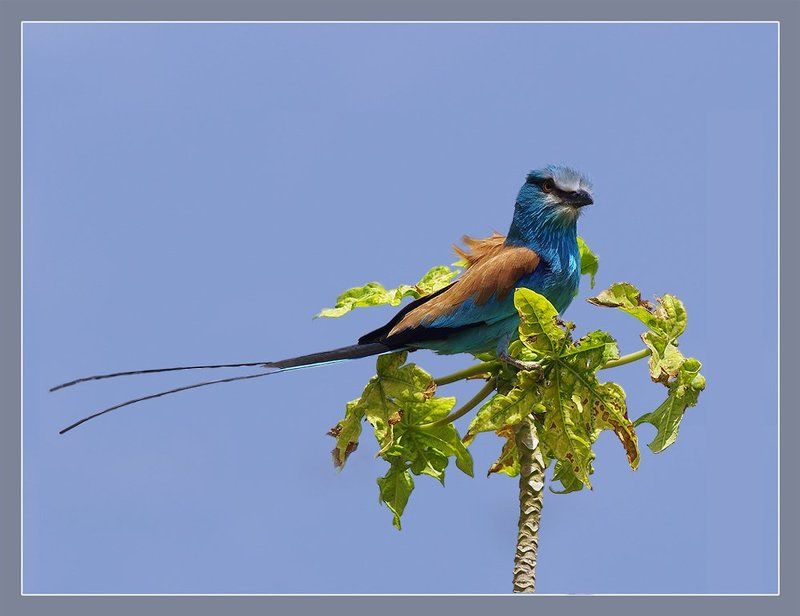 РА фото превью