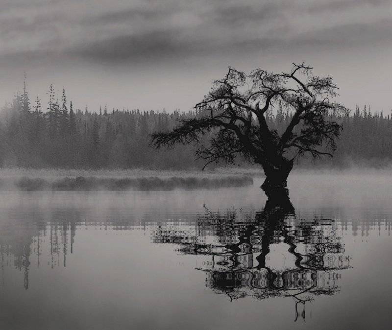 весна.дерево, в, воде, Юлия Володина