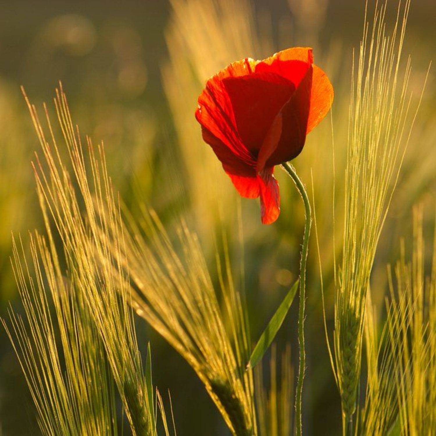 , Татьяна Аверина