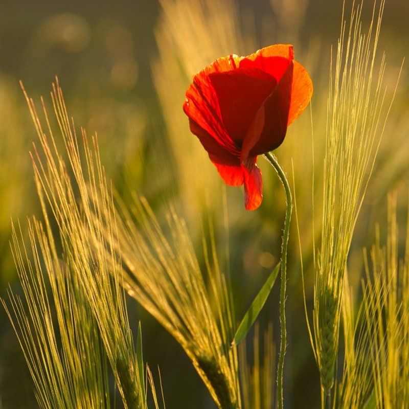 Кармен... фото превью