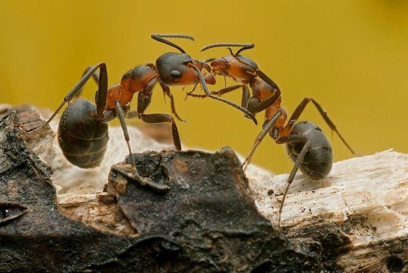 buzi buzi... фото превью