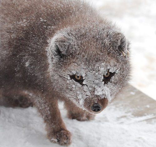 Я пришел к тебе в гости