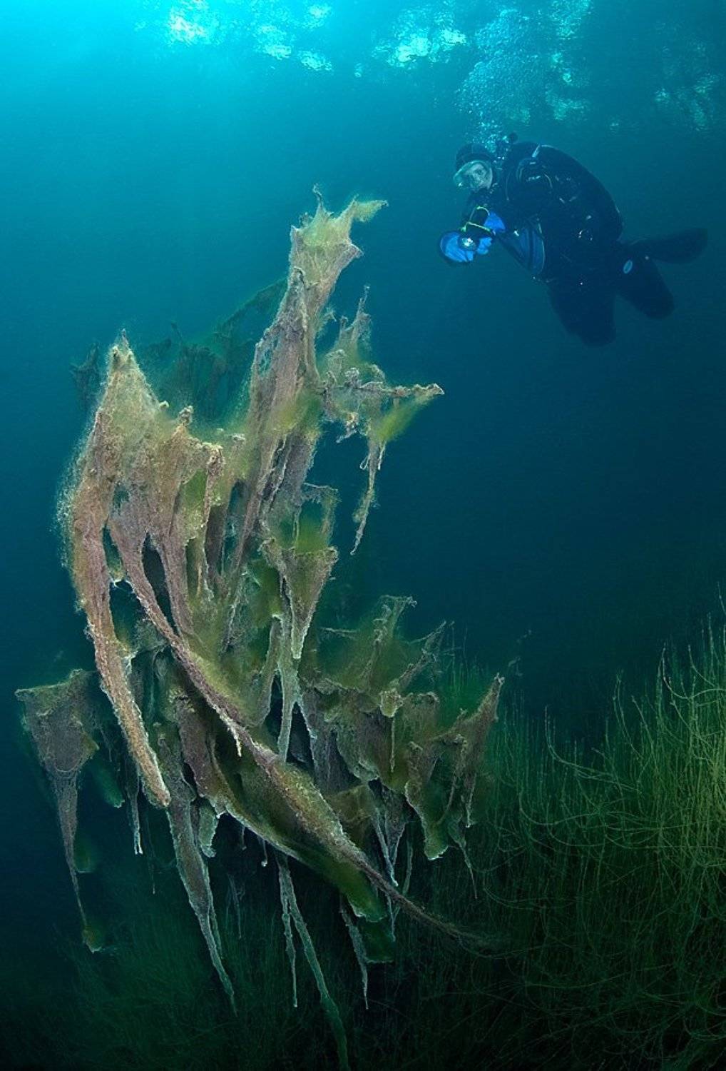 , Витя Лягушкин