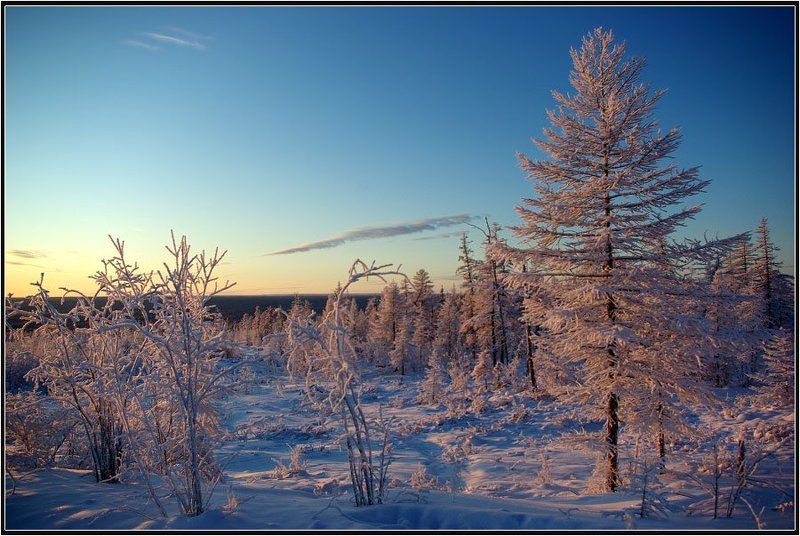 утро, тайга, зима Зимнее утро фото превью