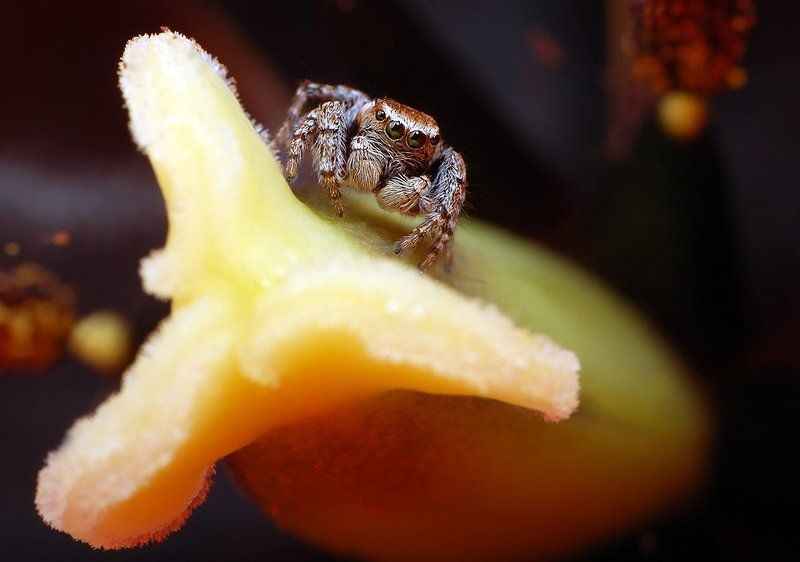 паук, скакун, тюльпан in tulip фото превью