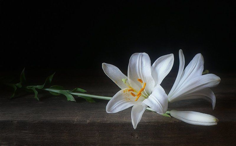 Этюд с лилией фото превью