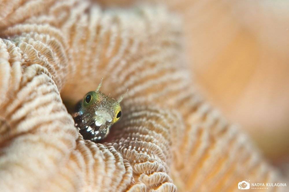 underwater, blenny, macro, Nadya Kulagina