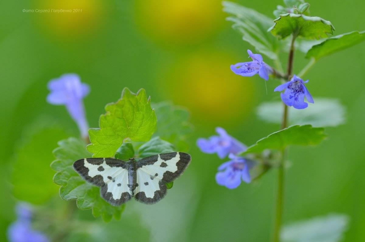 , Сергей Голубенко