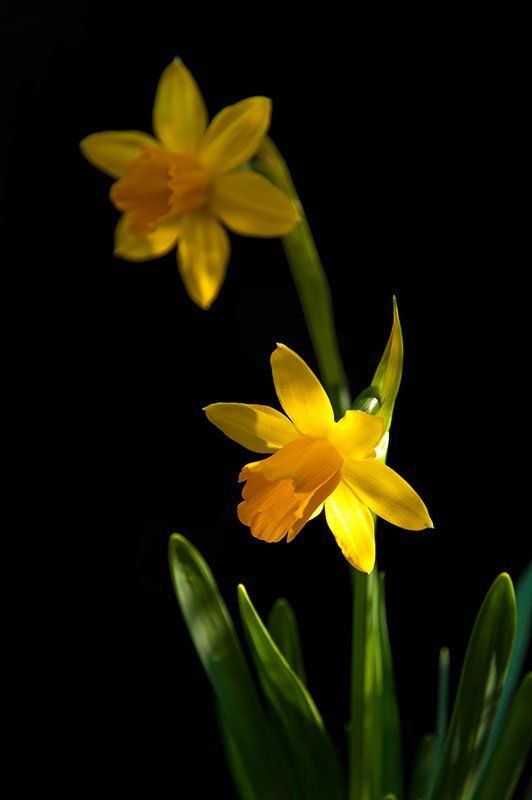 Garden фото превью