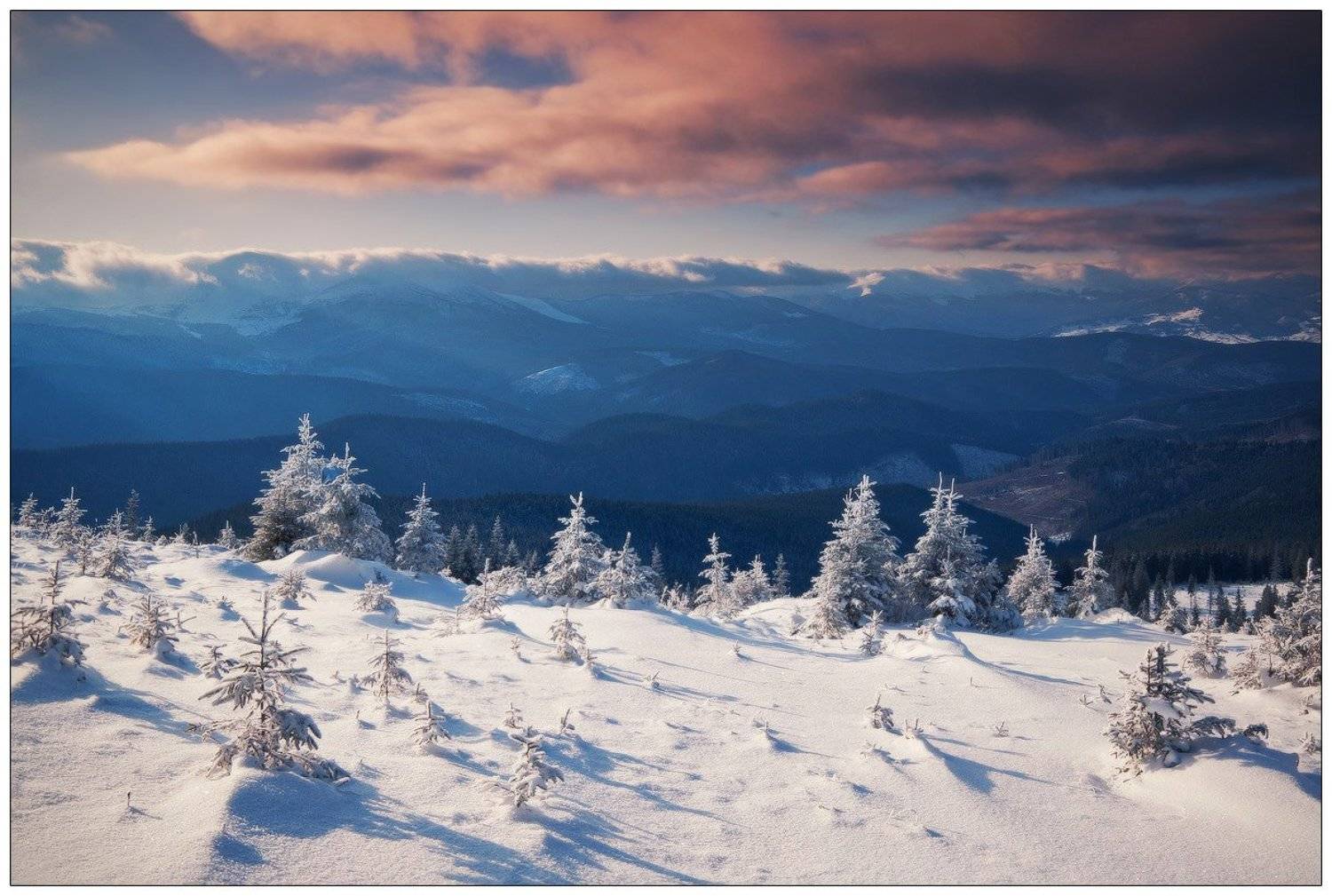 , Денис Кривой