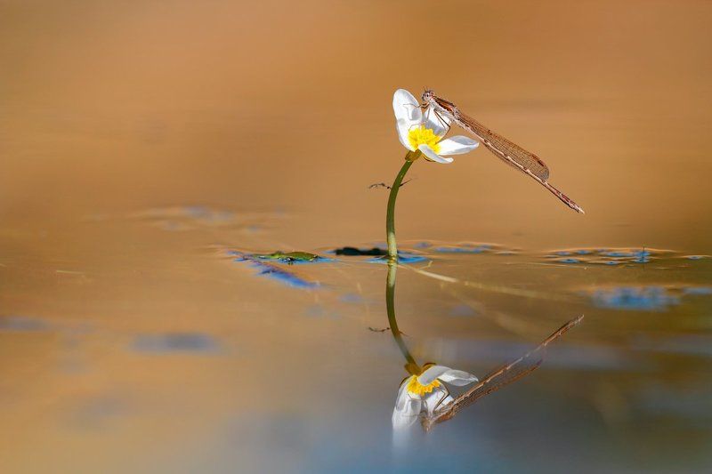odonata, damselflies,winter, 600d, sigma 180mm, Delicate reflection фото превью