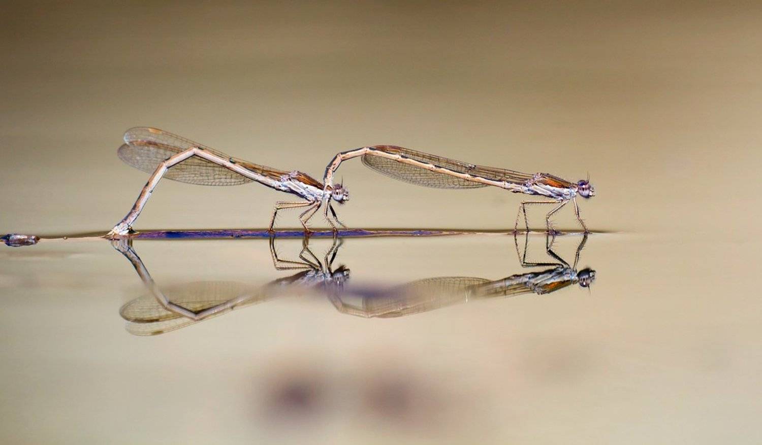 odonata, damselflies, winter, sympecma, fusca, 600d, canon, sigma, 180mm, f3.5, Remus Moise