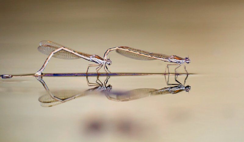 odonata, damselflies, winter, sympecma, fusca, 600d, canon, sigma, 180mm, f3.5 Love on the water фото превью