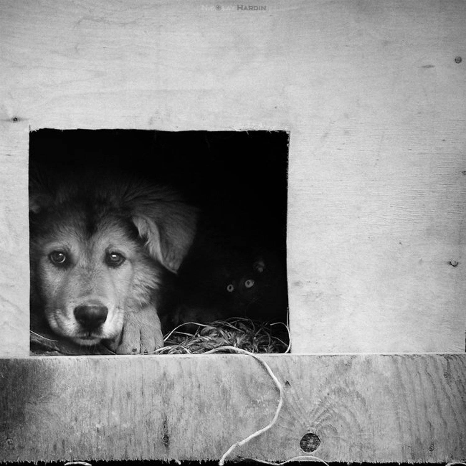 пес, кот, Nicolay Hardin