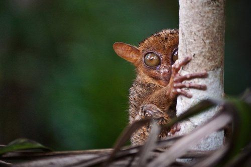 чудо лесное