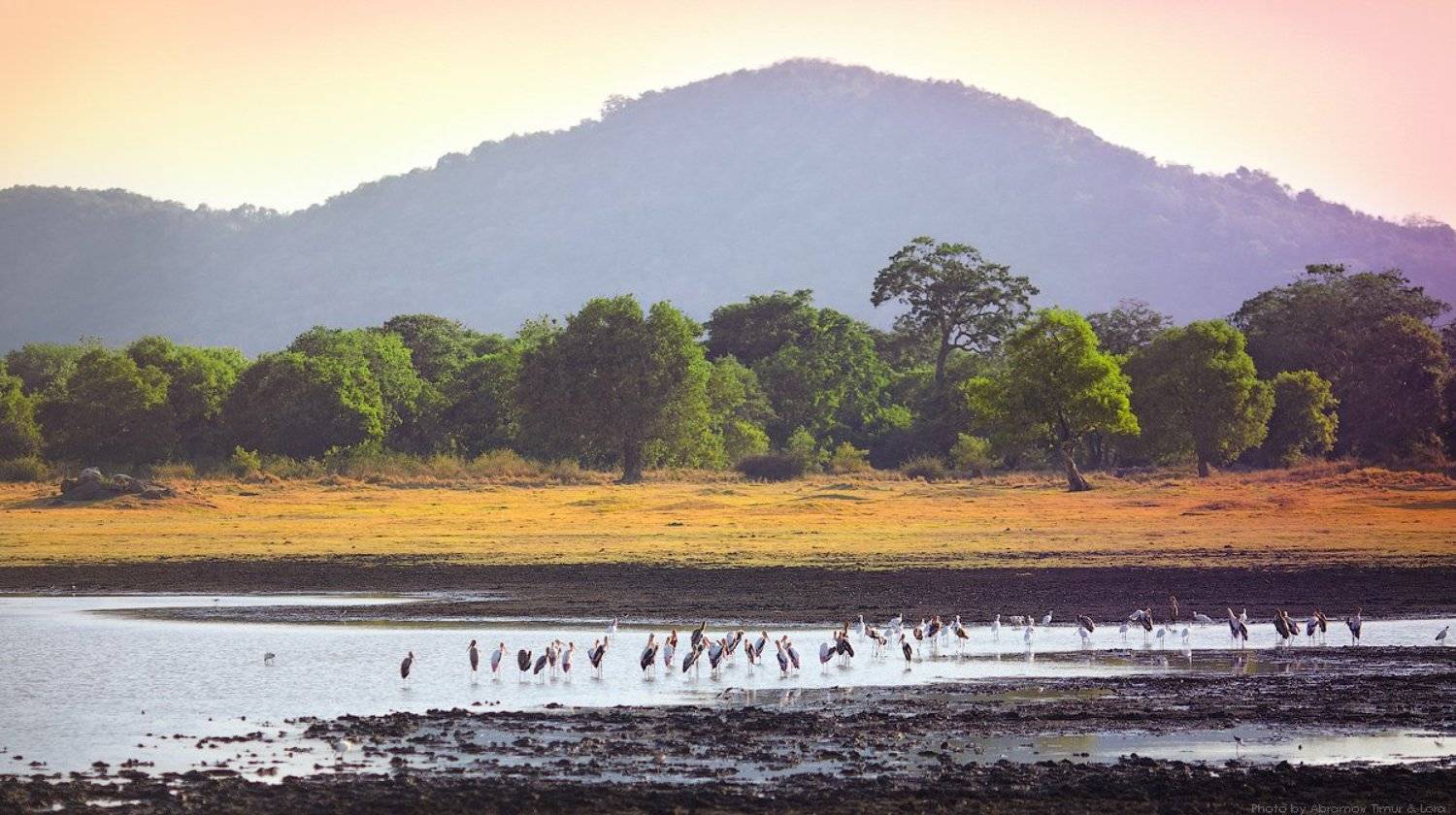 миннерия, шри-ланка, цейлон, пейзаж, птицы, Лора