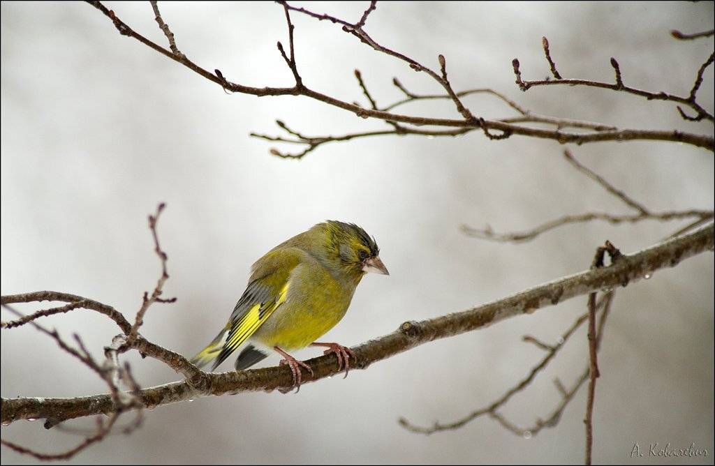 зеленушка, Ковалевич А.