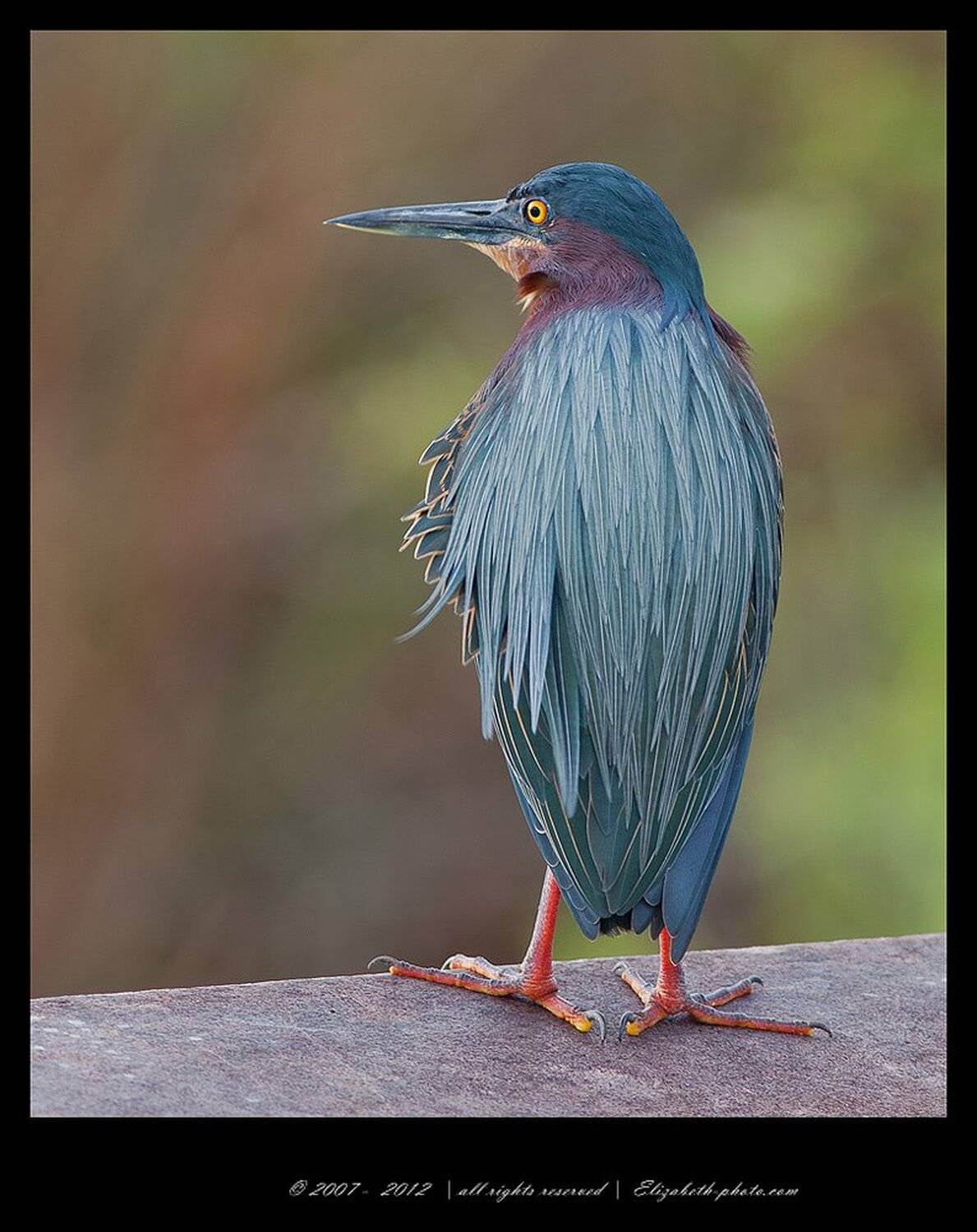 green heron, американская зелёная кваква, Elizabeth Etkind