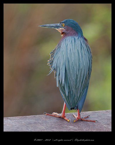 Green Heron - Американская зелёная кваква