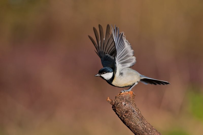 . фото превью