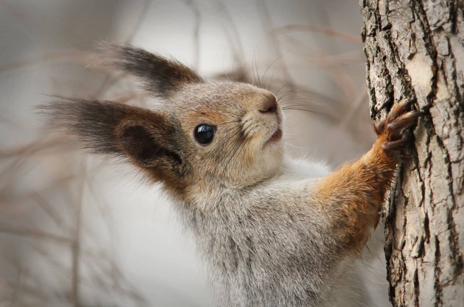 , Зоя Лаптева