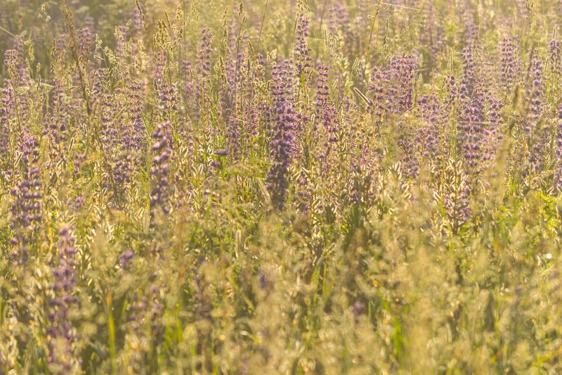псков, солнце, цветы, люпины, утро, туман Солнечные люпины фото превью