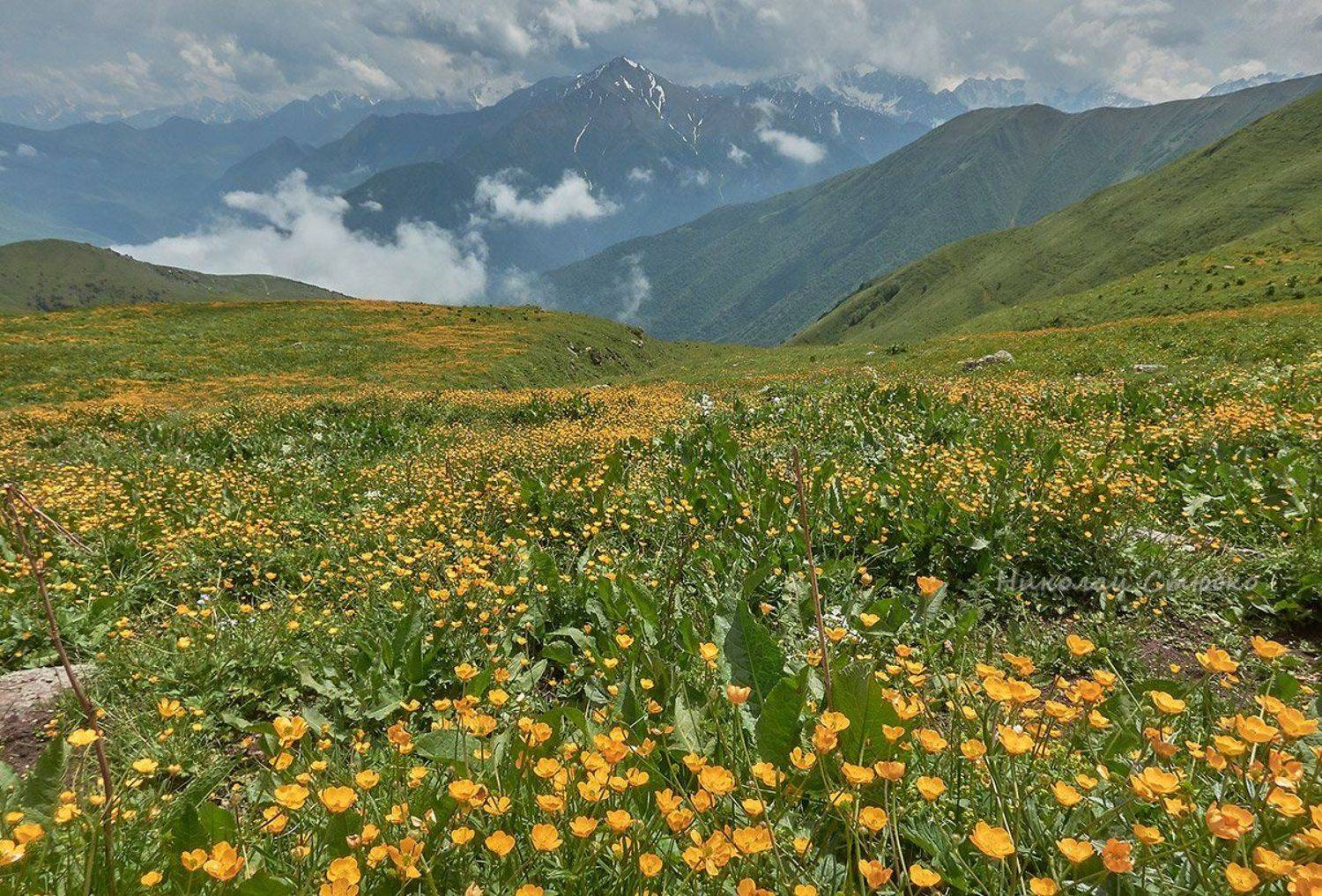 кавказ горы лютики, Николай Стюбко