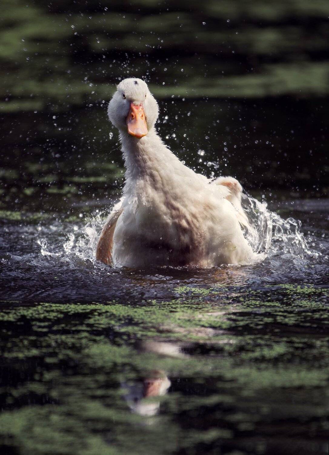 птицы, свет, пруд, Баранов Олег