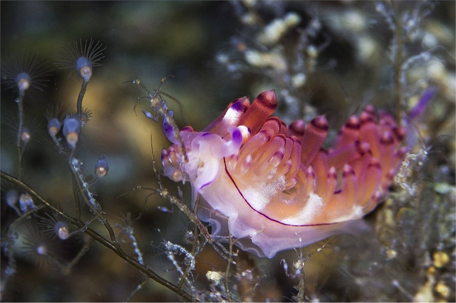 филиппины, голожабер, скелетон, макро, Сергей Гаспарян