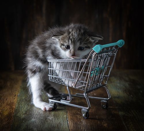 Котенок