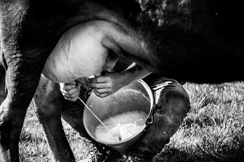 Where is born Italian cheese Bitto .  фото превью