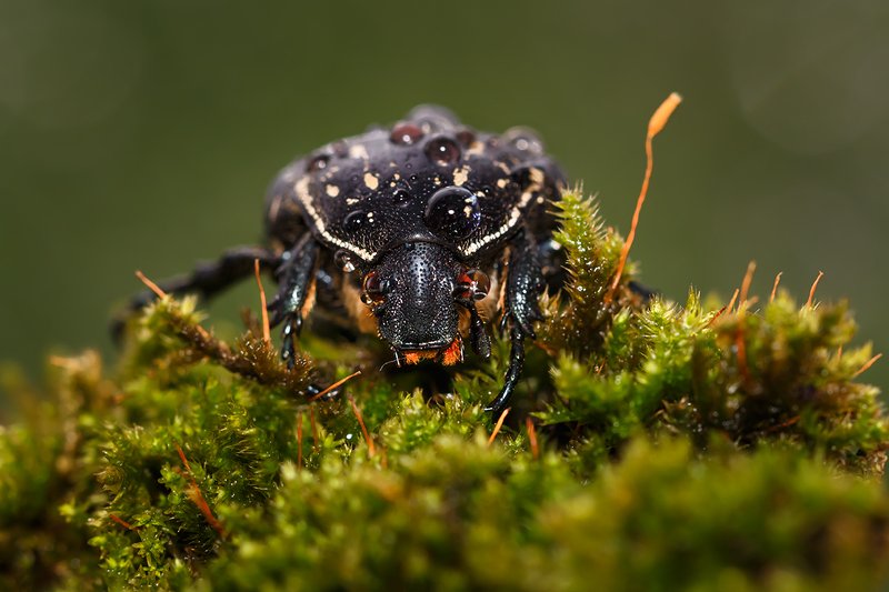 Красавчик.. фото превью