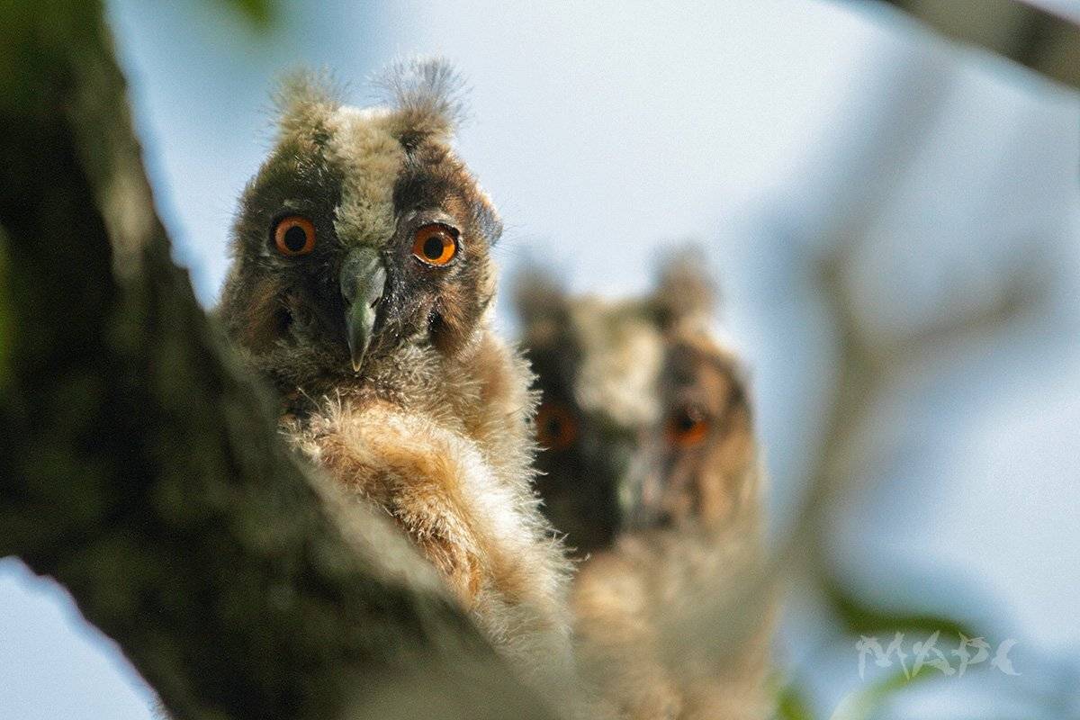 животные птицы  совята ушастой совы, Шангареев Марс